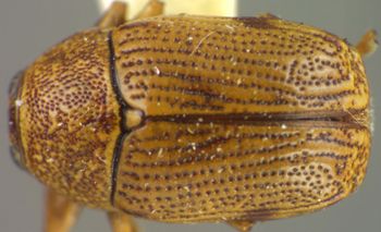 Media type: image;   Entomology 23603 Aspect: habitus dorsal view